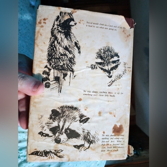 Vintage 1963 Book Rascal- Raccoon - Picture 2 of 3